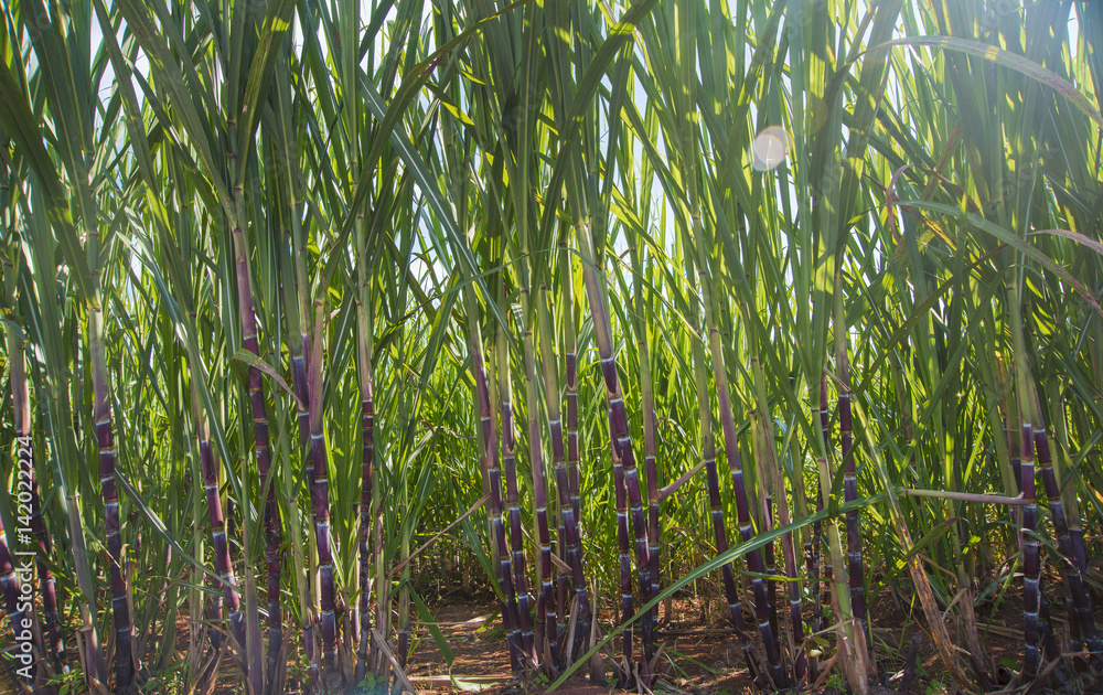 Fototapeta premium Sugar Cane Plantation details