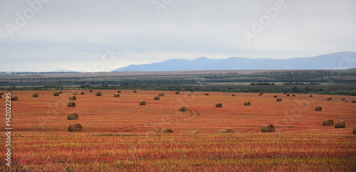 Nature landscape with Haystacks on a buckwheat field in the background of the Altai mountains. Siberia  Russia