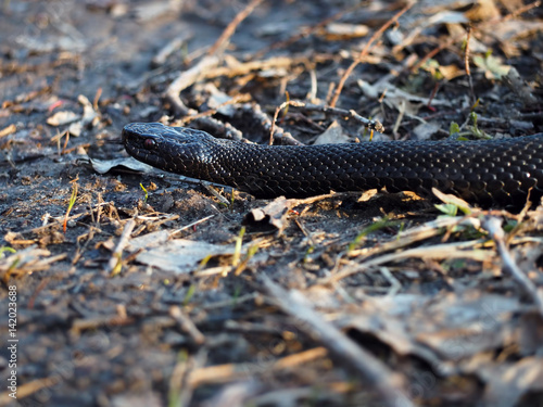 Black dangerous snake at the forest at the leaves