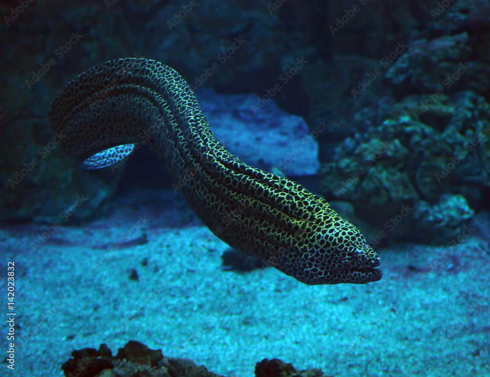 Fototapeta premium Murena huge snake at the blue ocean