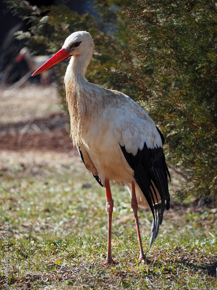 Naklejka premium Stork staying at the green grass