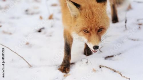 Red Fox Vulpes vulpes during the winter with the snow covered ground photo