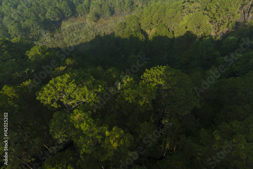 Bird s-eye view of pine forest