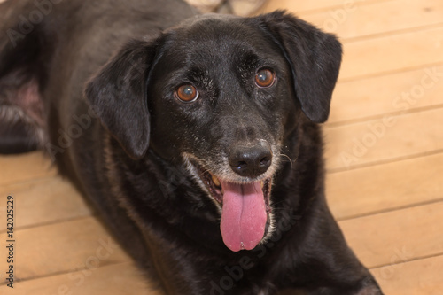Wallpaper Mural DOG Torontodigital.ca