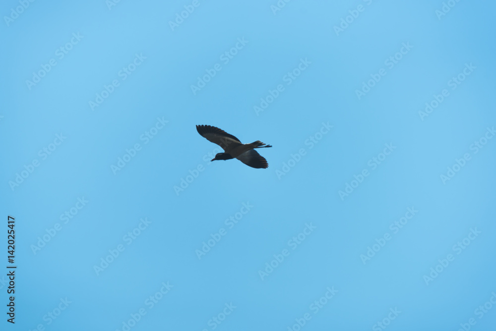 bird flying on blue sky