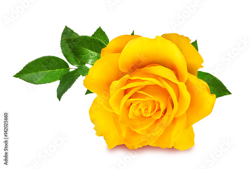 rose isolated on the white