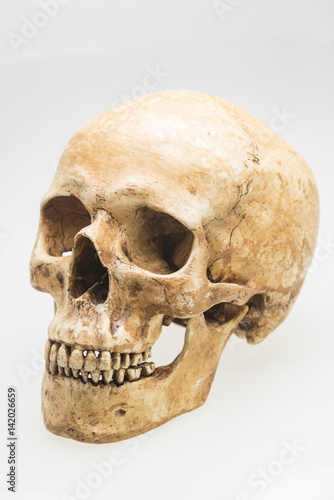 human skull model on isolated white background
