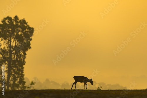 barking deer sunset
