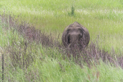 Asian elephant in Khao Yai ...