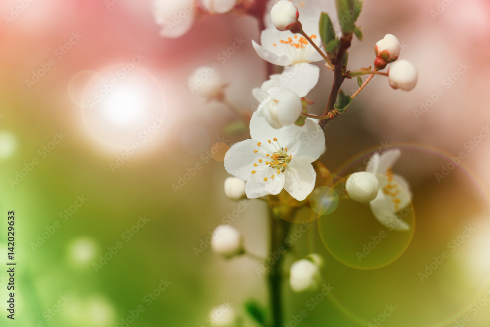 Spring flowers of cherry blossom Spring flowers of cherry blossom