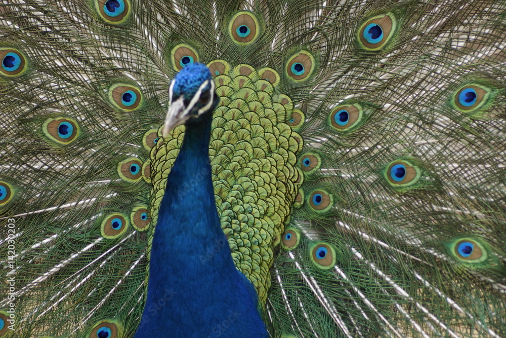 Fototapeta premium Peacock