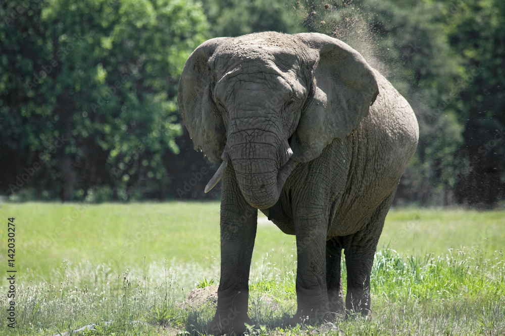 Fototapeta premium African eliphant