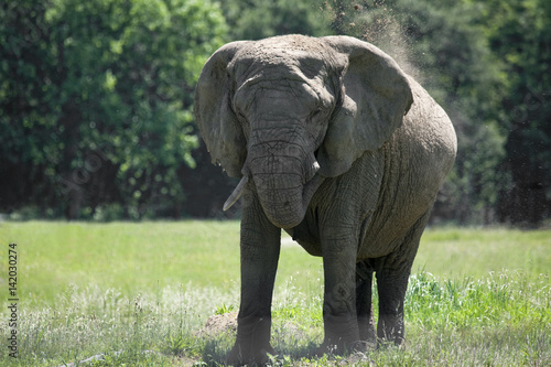 African eliphant