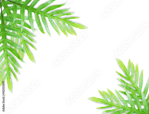 Fern leaf isolated