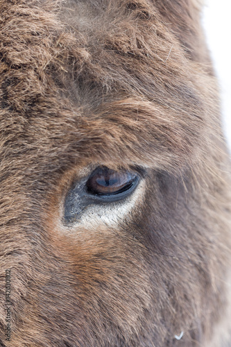 Wallpaper Mural Close up of a brown donkey's eye Torontodigital.ca