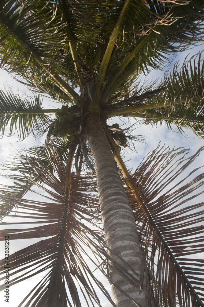 Fototapeta premium Palm-tree with coconuts