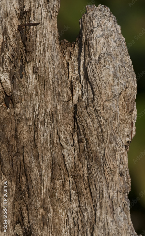 Fototapeta premium Natural distressed bark of tree trunk