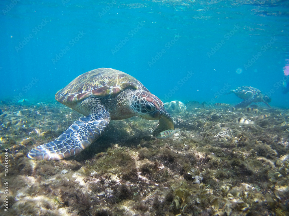 Obraz premium Turtle swimming underwater