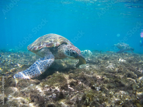 Turtle swimming underwater