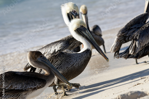 Pelicans are walking on a shore