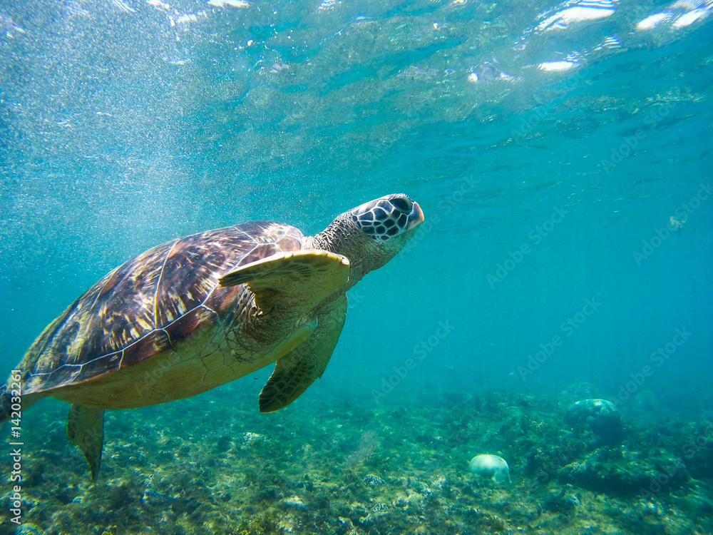 Obraz premium Turtle swimming underwater