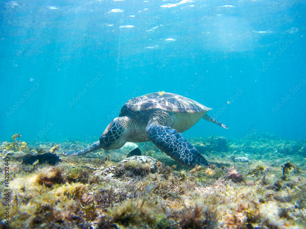 Turtle swimming underwater Turtle swimming underwater