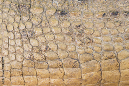 crocodile skin texture back...
