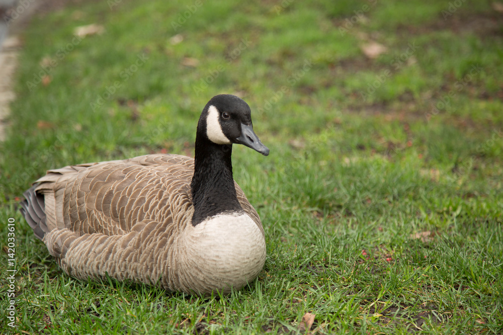 Obraz premium Goose sitting green grass backdrop