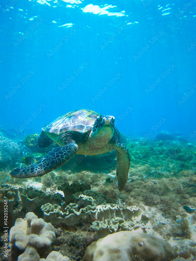 Turtle swimming underwater Turtle swimming underwater