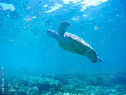 Turtle swimming underwater © Glebstock