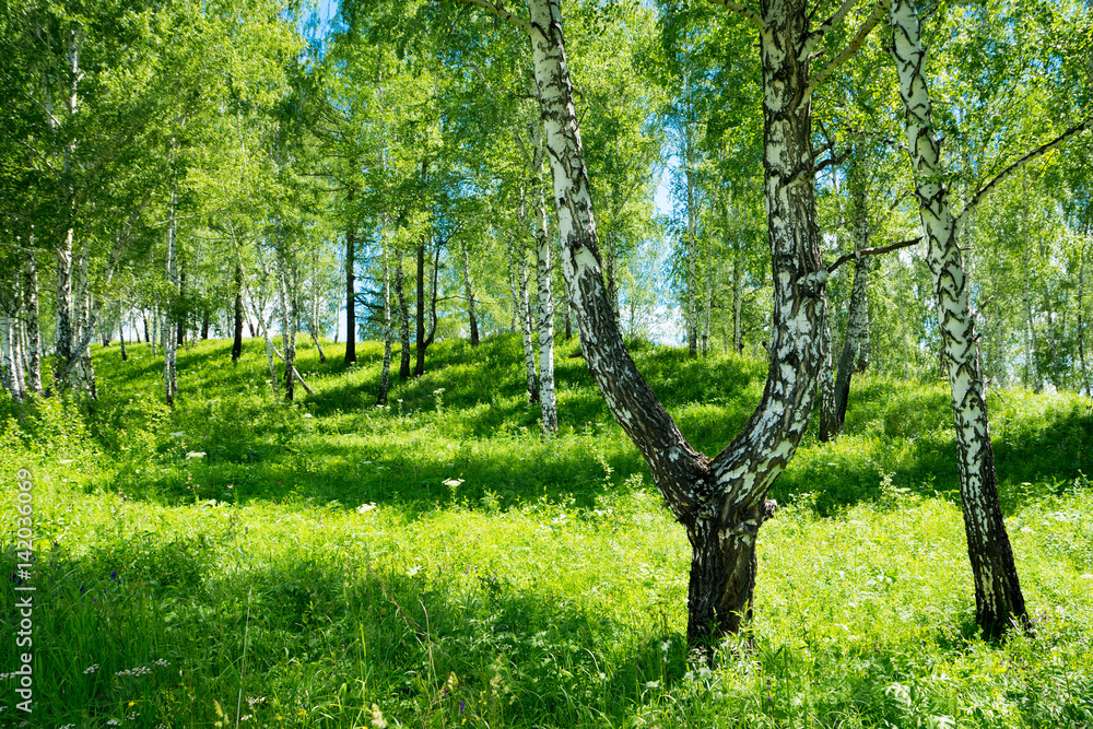 Fototapeta premium birch grove background