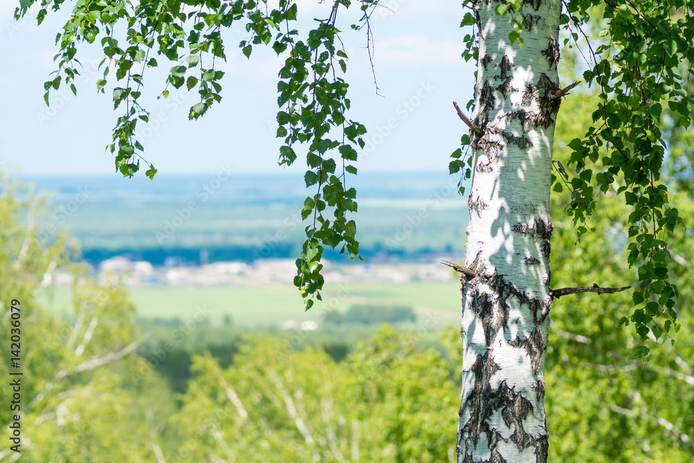 Fototapeta premium single birch closeup over small ecological settlement blurred background