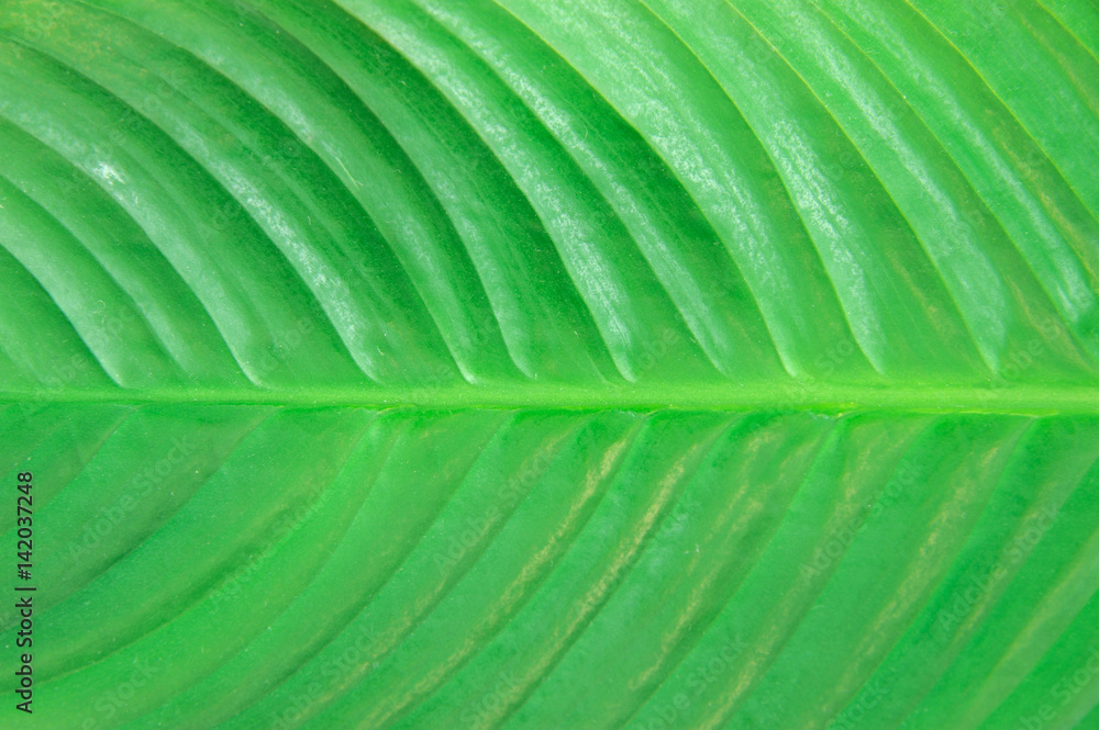 close up on green leaf texture background