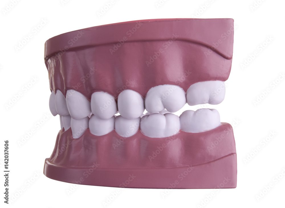 Teeth model Teeth model