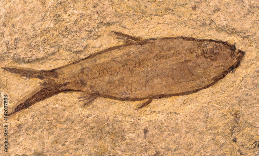 Fossil of ancient fish
