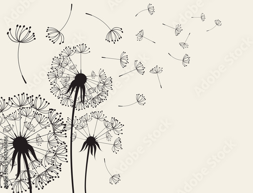 Abstract Dandelions dandelion with flying seeds