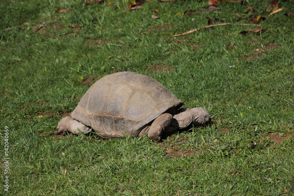 Fototapeta premium Giant tortoise in the grass
