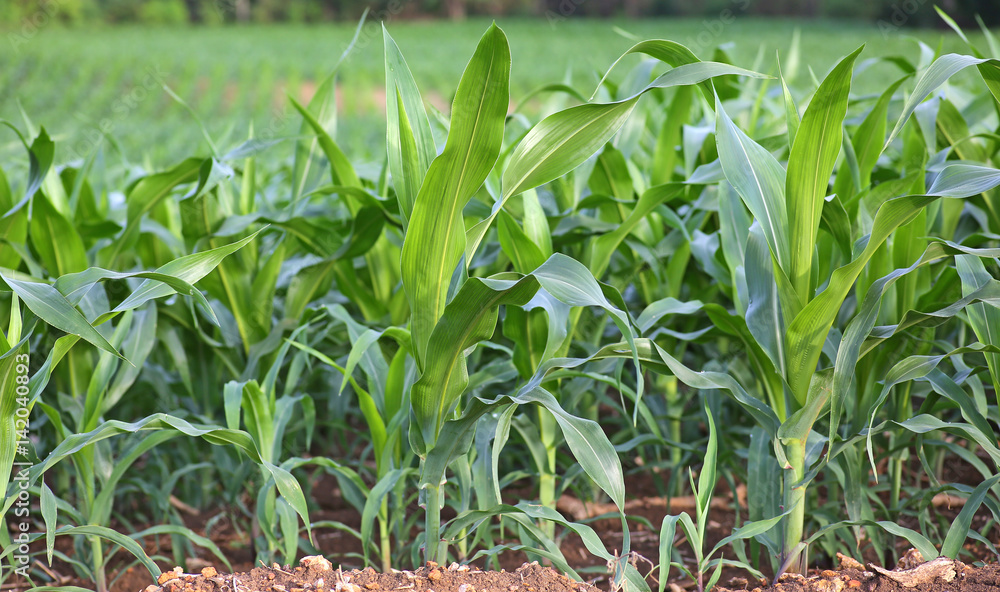 Obraz premium Corn field