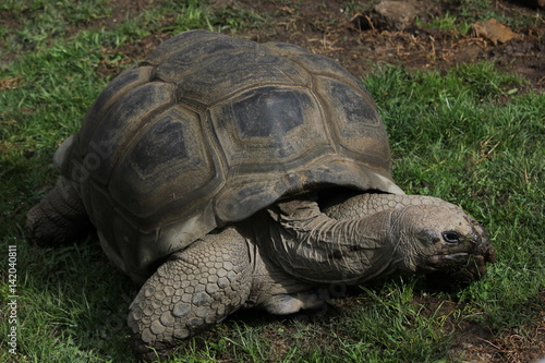 Giant tortoise in the grass