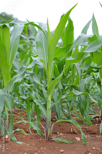 Fototapeta Naklejka Na Ścianę i Meble -  Corn field