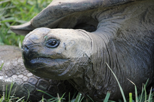 Close up on giant tortoise 
