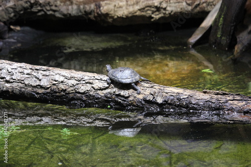 Turtle on a log over water