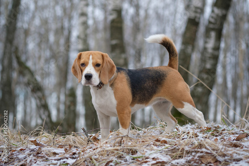 Portrait of a Beagle on a spring walk © androsov858