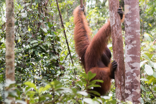 Orangutan and Her Baby