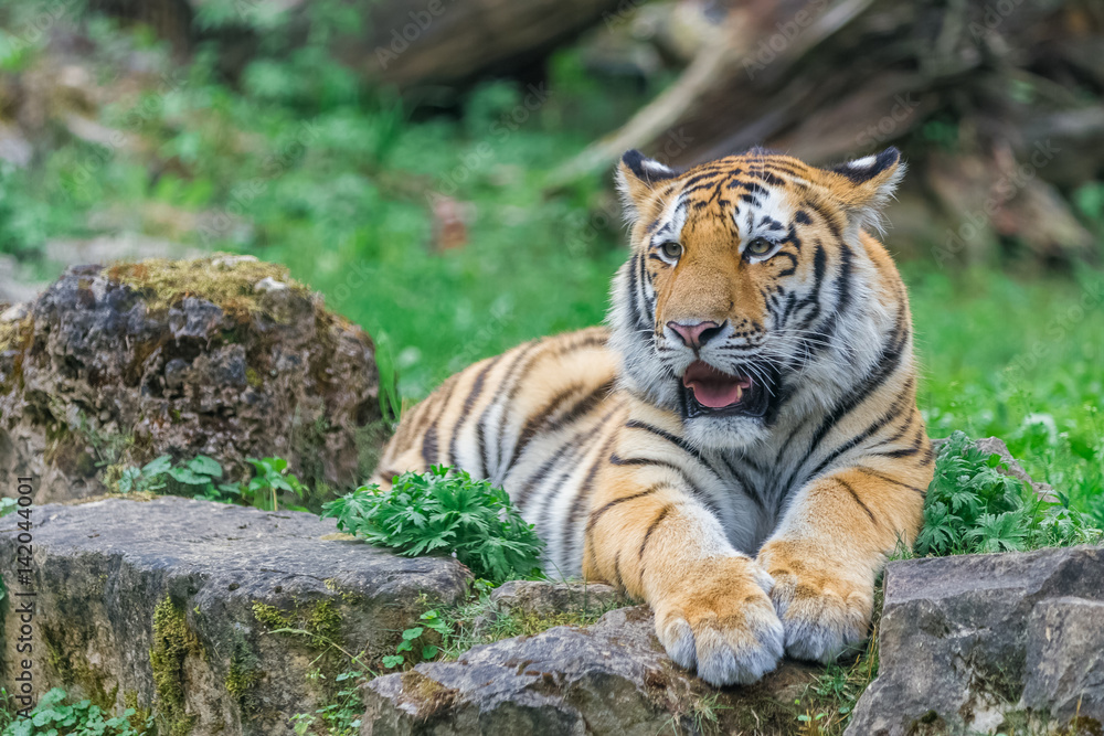 Obraz premium Young bengal tiger lying on the grass and shows his paws