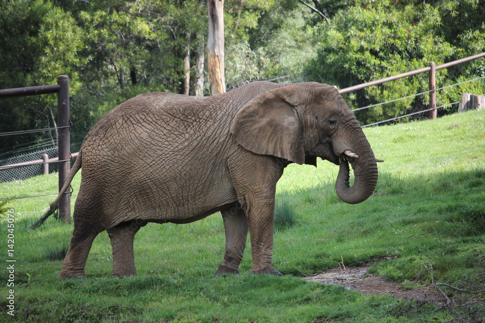 Fototapeta premium Large African Elephant in the safety of an enclosure