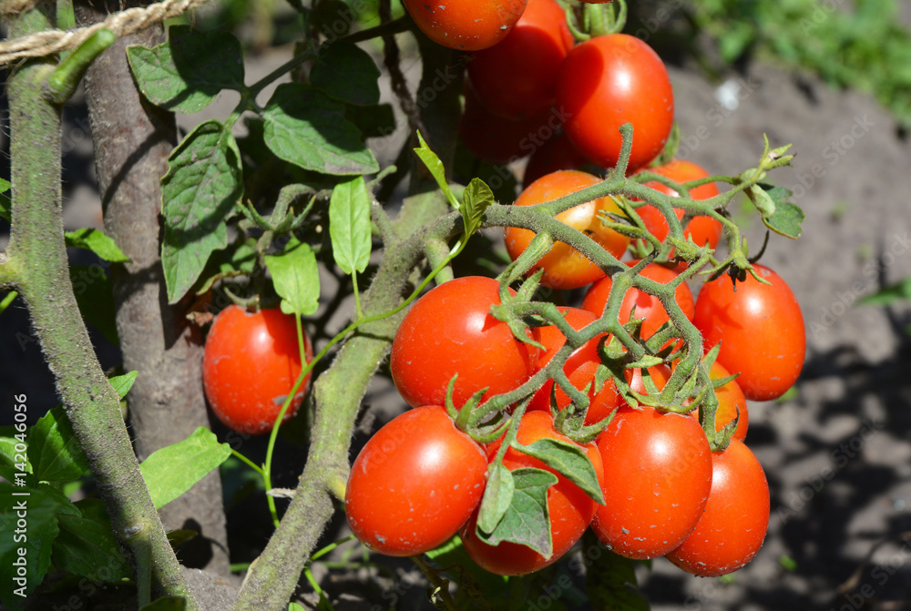 Cherry tomatoes ins the garden. Cherry tomatoes are one of the easiest veggies to grow.