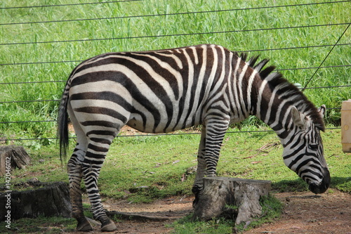 Zebra eating from a feeder