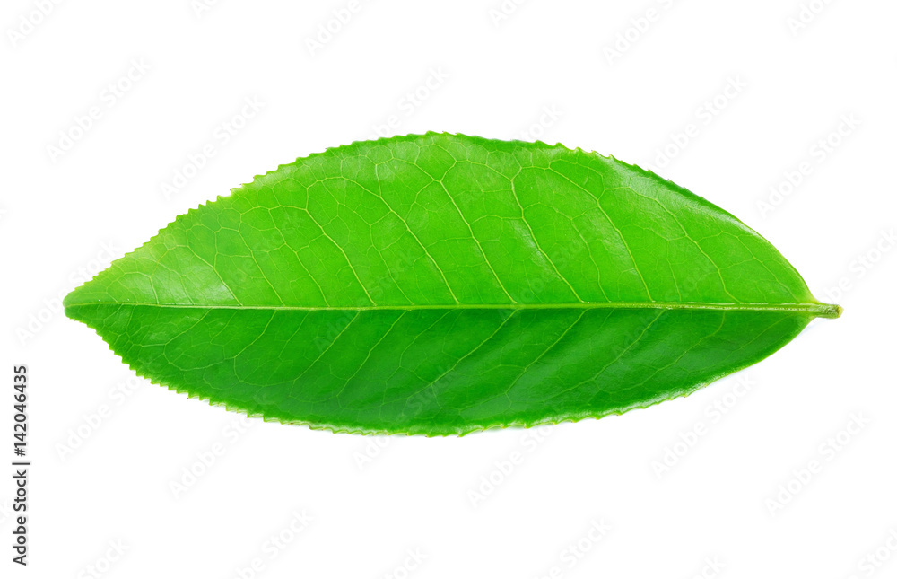 Obraz premium green tea leaf isolated on white background