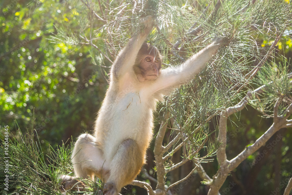 Monkey sitting on a tree in a jungle at a ray of light